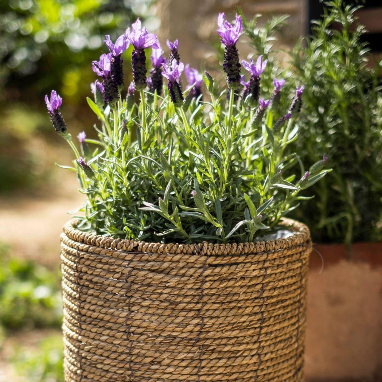 Set of 2 reed planters