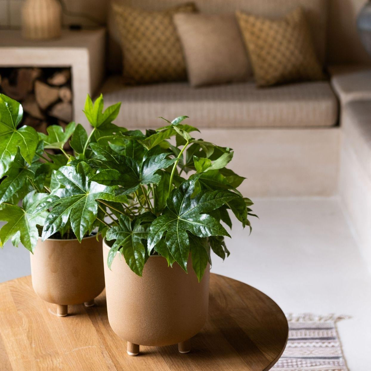 Beige ceramic tabletop pot 23cm
