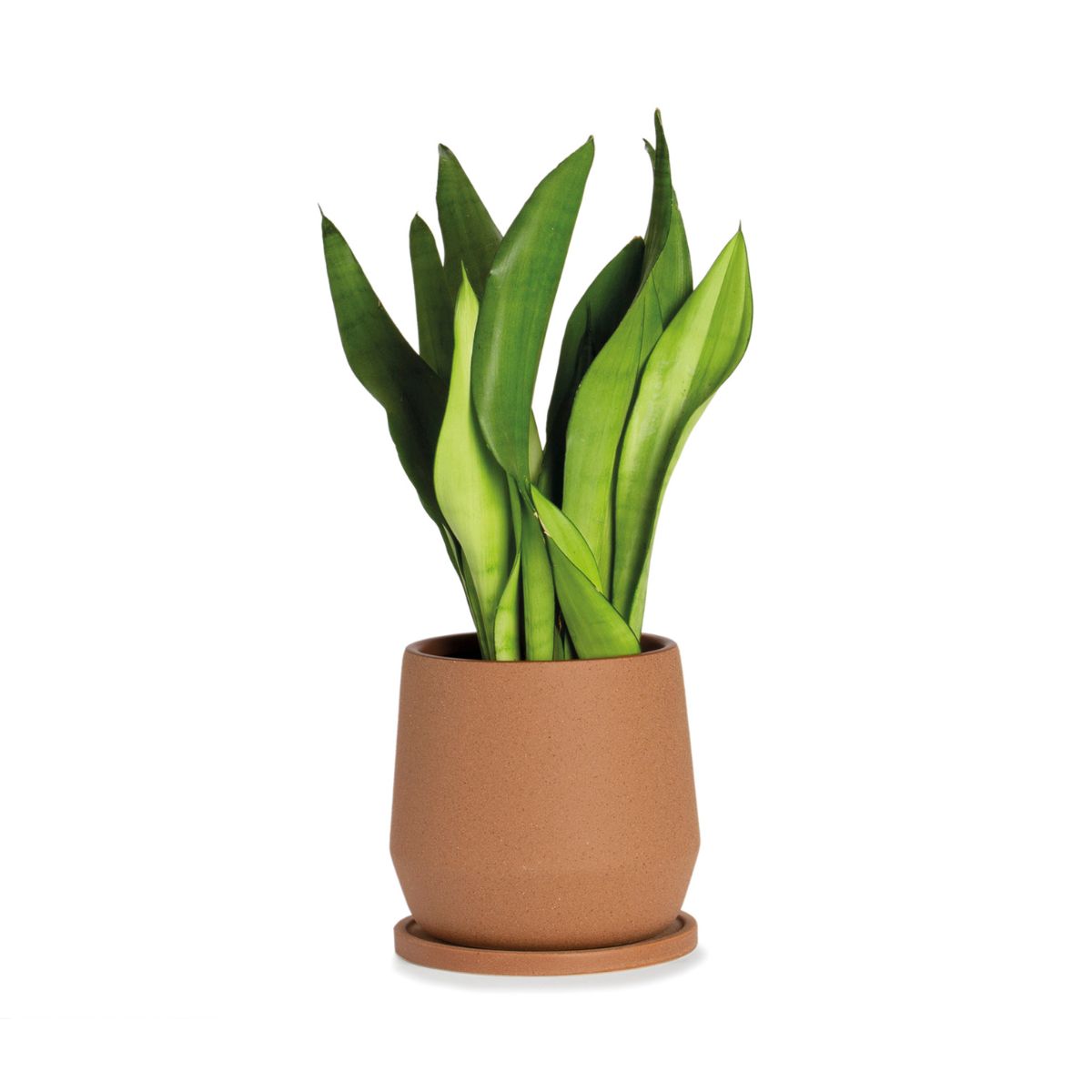 Maceta de cerámica marrón 18cm con planta