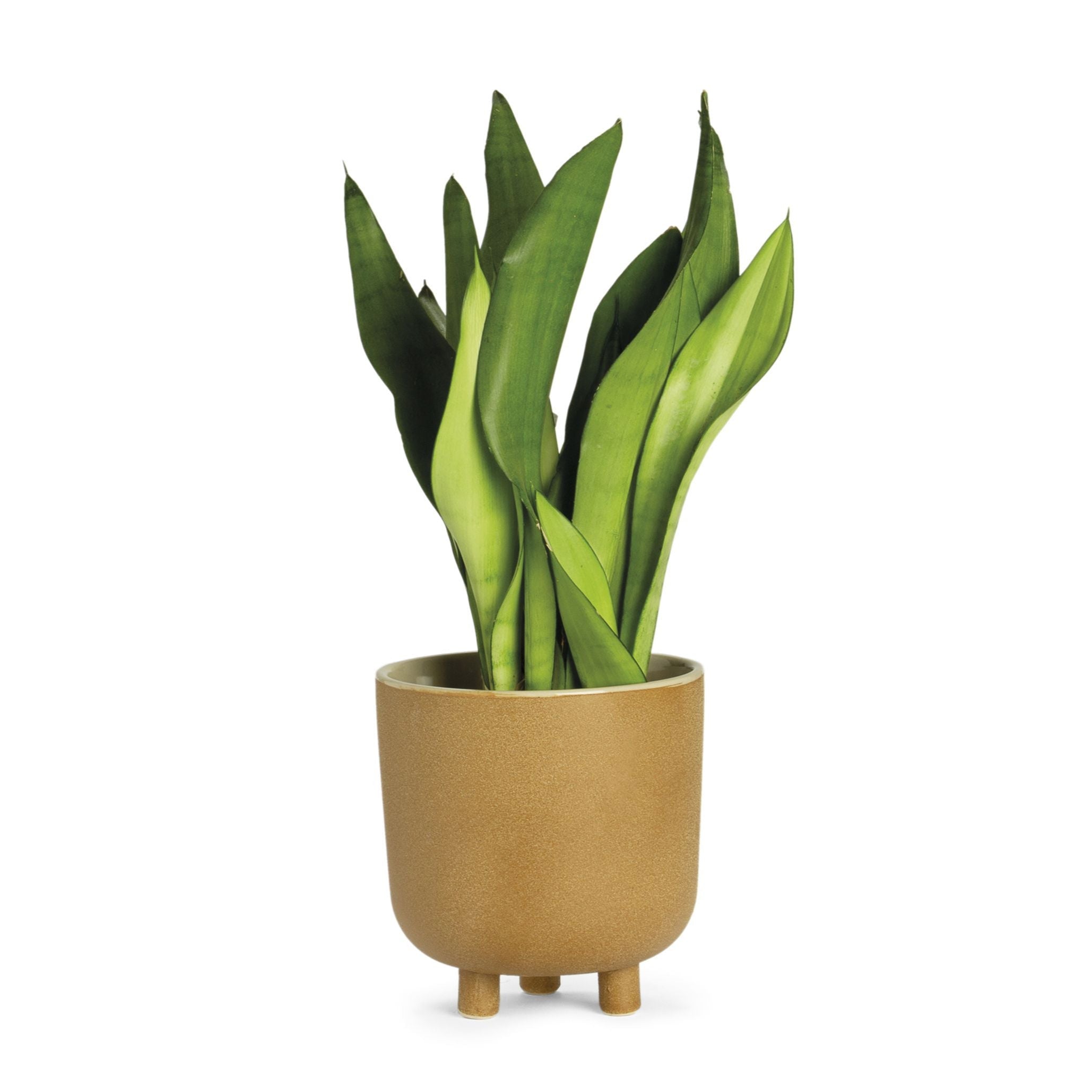 Beige ceramic tabletop pot 18cm